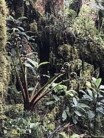 A tropical rainforest in Papua New Guinea.