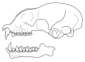 Skull of Triaenops menamena.