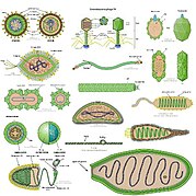 an image showing types of virus