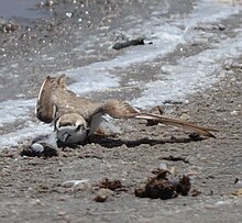 Photograph of a snowy plover lying on its belly with the left wing spread out