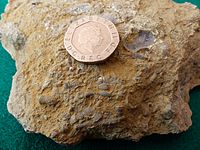 Silurian sea bed fossils collected from Wren's Nest Nature Reserve, Dudley UK