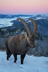 Alpine ibex, by Giles Laurent