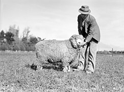 Best Corriedale Ram Hogget in Show (1947)