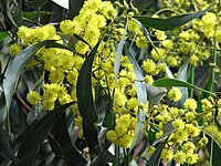 Golden Wattle