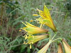 Description de l'image Alstroemeria stenopetala.jpg.