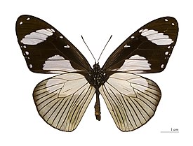 Amauris niavius