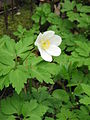 Anemone nemorosa close-up