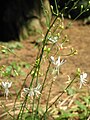 Anthericum ramosum