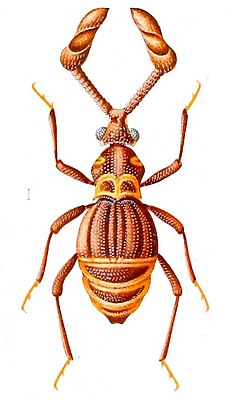 Apharinodes miranda