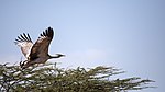 Arabtrapp Ersätter fil:Arabian Bustard.jpg