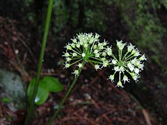 Description de l'image Aralia nudicaulis 001.jpg.