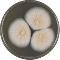 Aspergillus petrakii growing on MEAOX plate