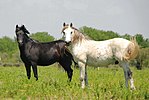 Chevaux de l'Axios dans la végétation du delta.