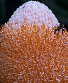 Closeup of inflorescence, showing a bee is feeding at the junction of white unopened buds and orange opened flowers