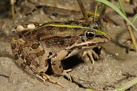 Epirus water frog, by Benny Trapp