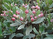 flowering plants