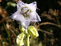 Campanule barbue, pistil à 3 stigmates.