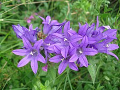 Campanule agglomérée, Campanula glomerata.