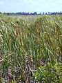 A color photograph of cattails growing in the Everglades