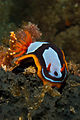 Chromodoris westraliensis