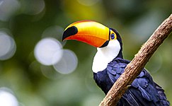 Toco toucan (Ramphastos toco)