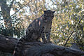 Clouded leopards are the state animal of Meghalaya