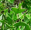 Colletia cruciata