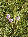 Crocus nudiflorus