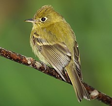 Empidonax flavescens