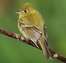 Піві-малюк золотистий (Empidonax flavescens)