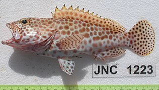 Epinephelus merra de Nouvelle-Calédonie