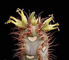 Top of the stem of a succulent, spiny plant, with yellow flowers