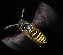 Vespula vulgaris