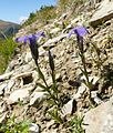 Gentianopsis ciliata