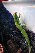 Phelsuma sundbergi