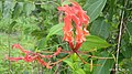 Gloriosa superba flower