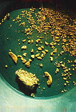 Alaska gold grains in a pan.