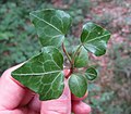 Hedera helix (Lierre). La forme des deux cotylédons est similaire à celle des premières feuilles