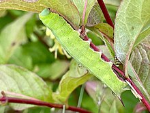 A large green caterpillar. It has a dark horn protruding from its tail end and a yellow band behind the head. It is crawling on the stem of a northern bush honeysuckle plant and feeding on the leaves.