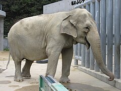 東公園の象のふじ子