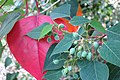 Homalanthus populifolius