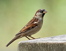 A house sparrow standing on the edge of a concrete surface