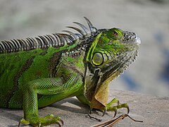 Un iguane vert adulte.