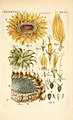 Helianthus annuus from Illustratio systematis sexualis Linnaeani