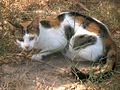 Tunisian wedge-faced calico