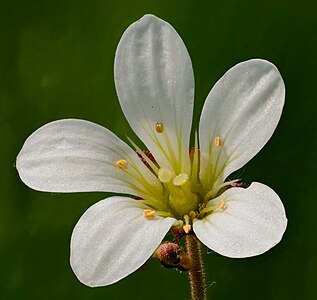 2. Platz – Detail: Blüte des Knöllchen-Steinbrechs im Naturschutzgebiet Dattenbachtal zwischen Kröftel und Vockenhausen (Taunus) Foto: Johannes Robalotoff