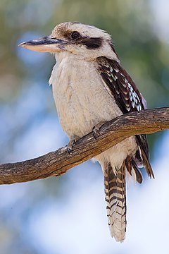 Description de l'image Laughing kookaburra dec08 02.jpg.