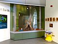 Colour photograph of a modern display showing the tiger, seen from the front, behind a glass panel, its feet raised about two feet above floor level