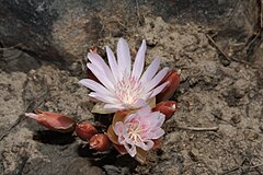 Description de l'image Lewisia rediviva 9789.JPG.