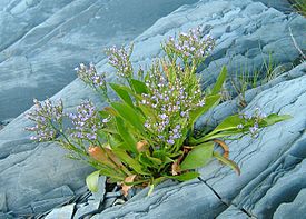 Кермек каролинский (Limonium carolinianum). Канада, остров Île aux Basques[фр.] на реке Святого Лаврентия